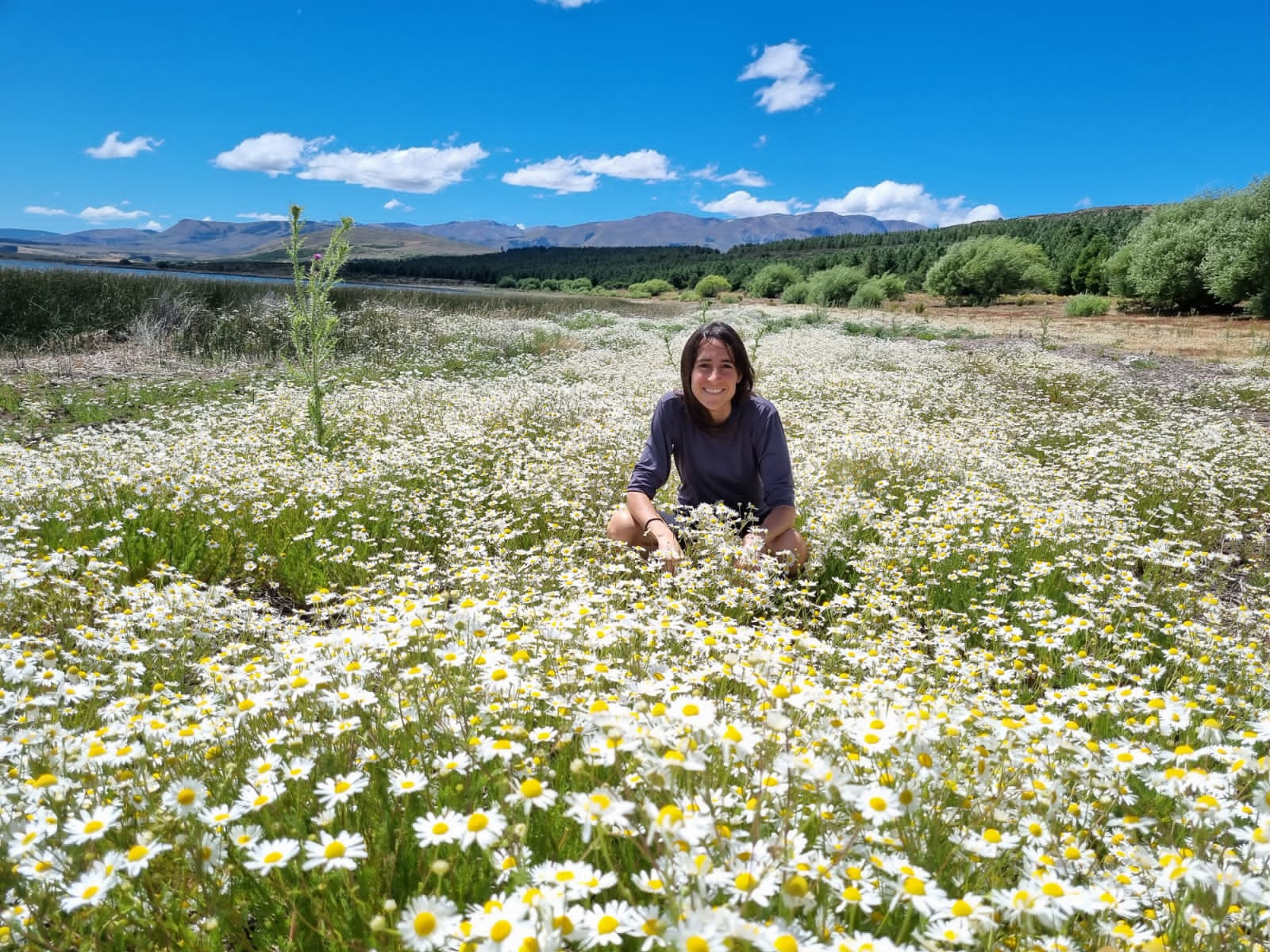 campo de flores con montana y duenia de pimpinel